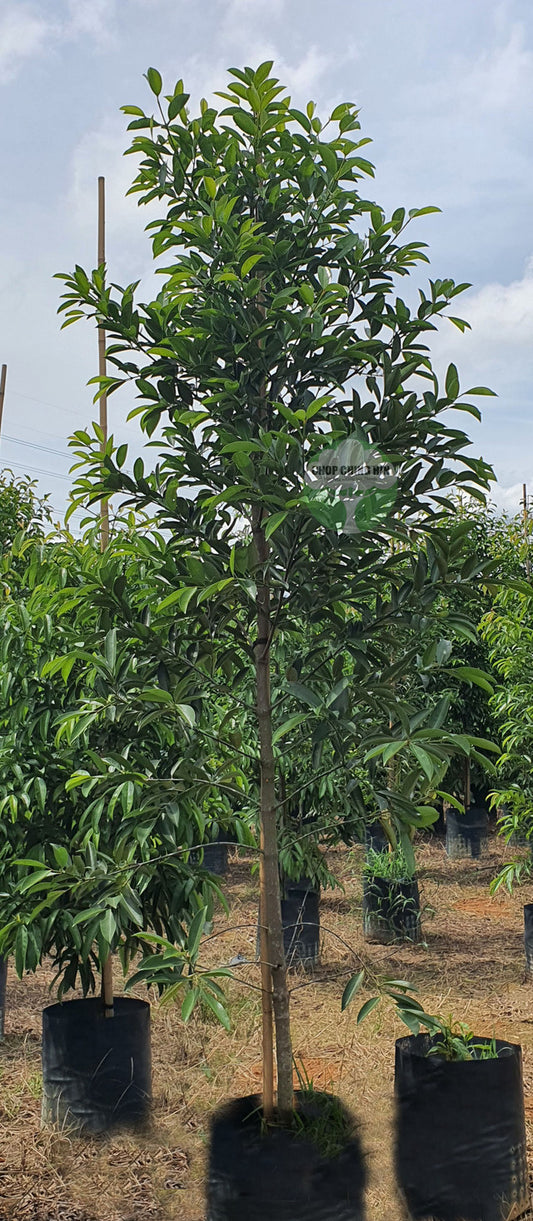 Garcinia cowa