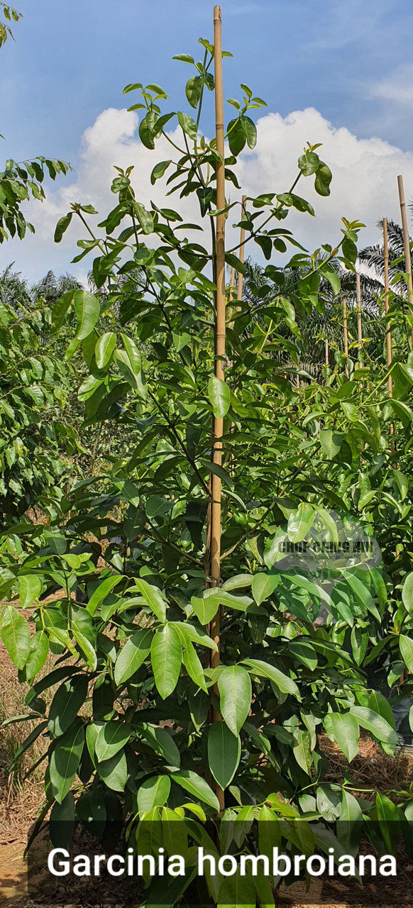Garcinia hombroniana