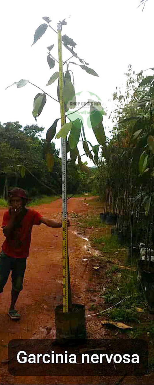 Garcinia nervosa