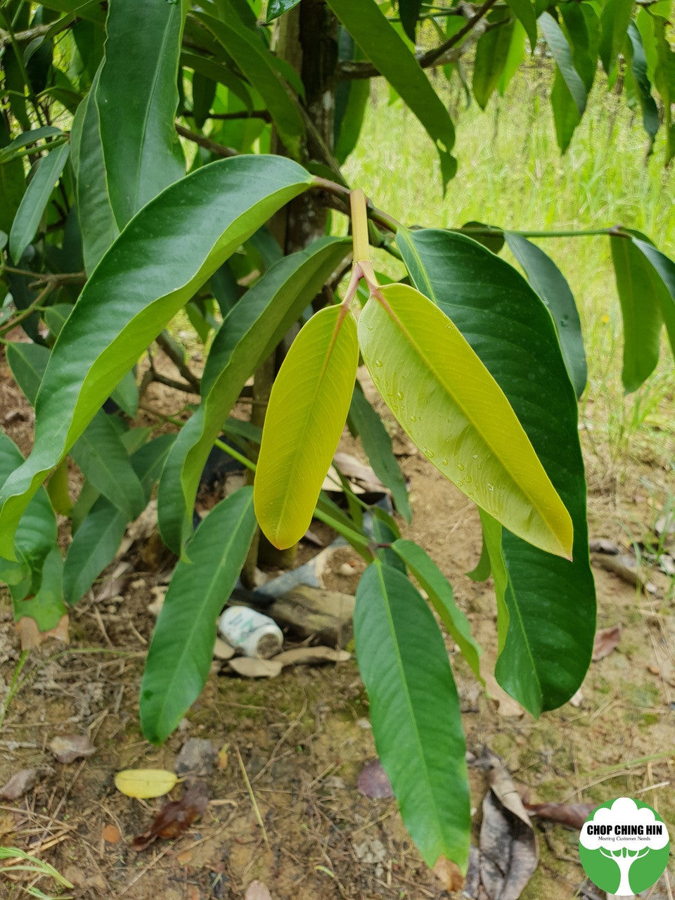 Garcinia cymosa f. pendula