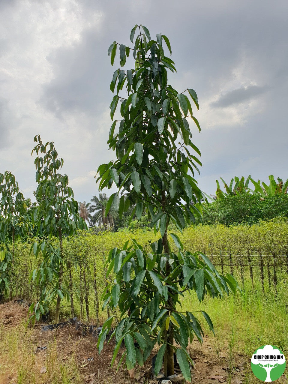 Garcinia cymosa f. pendula