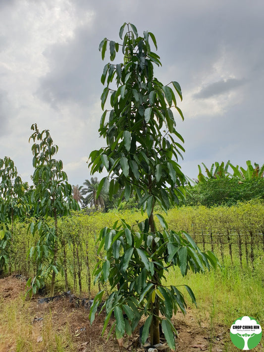 Garcinia cymosa f. pendula