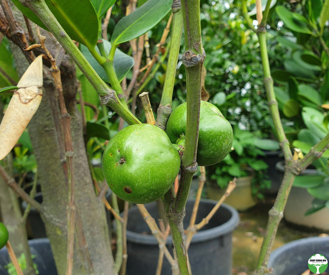 Garcinia subelliptica