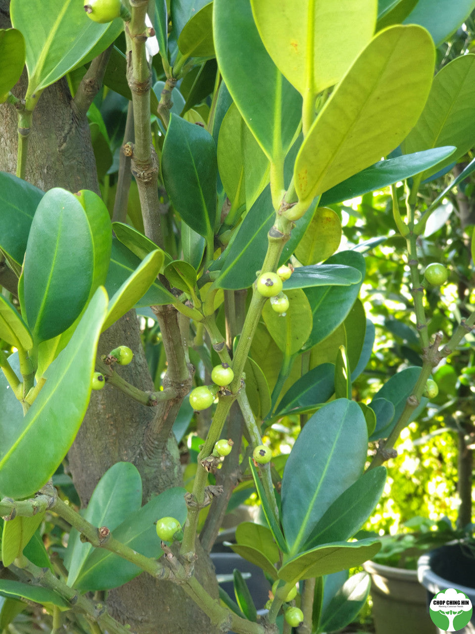 Garcinia subelliptica
