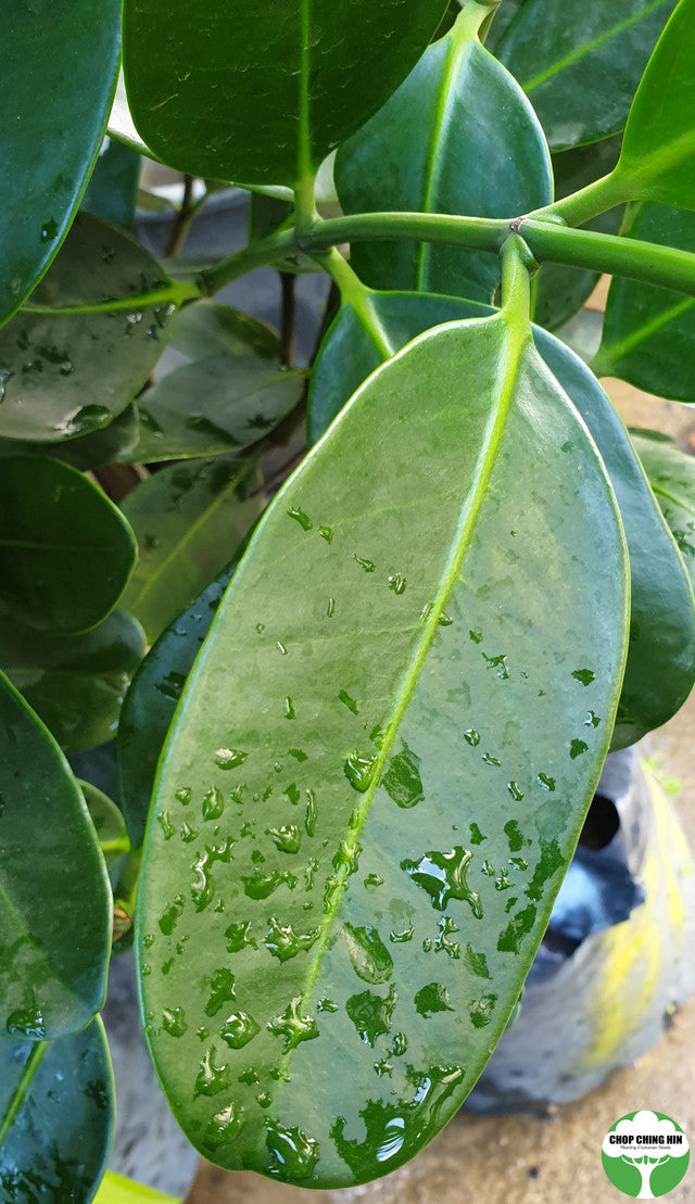 Garcinia subelliptica
