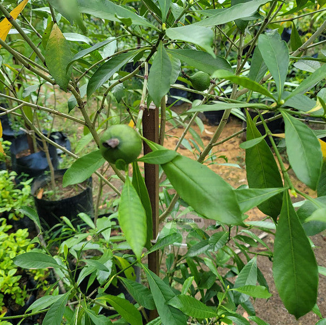 Gardenia Tubifera