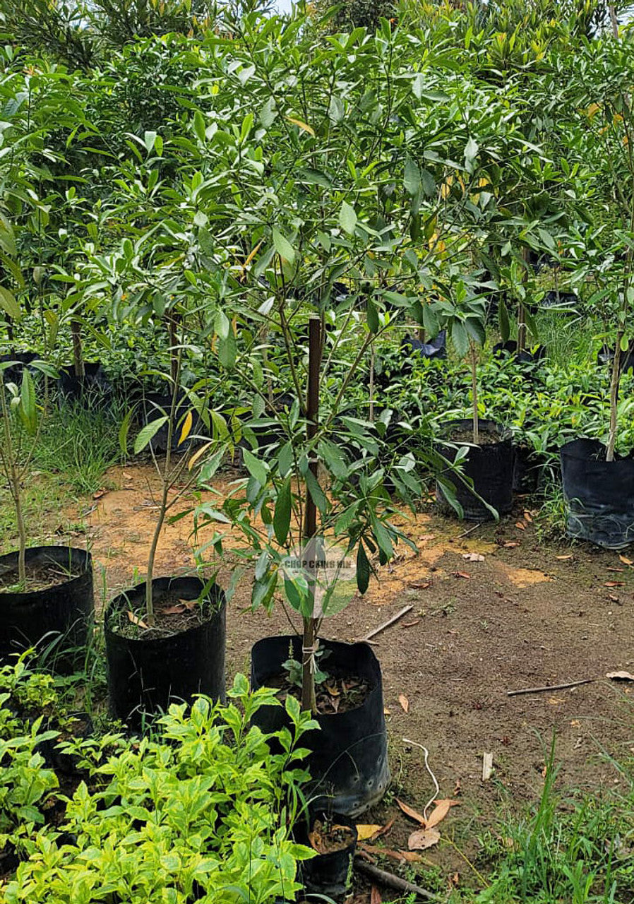 Gardenia Tubifera