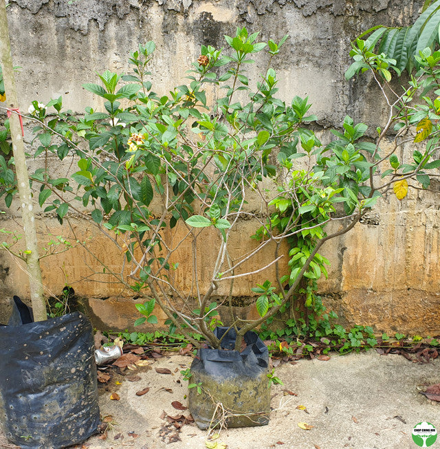 Gardenia jasminoides