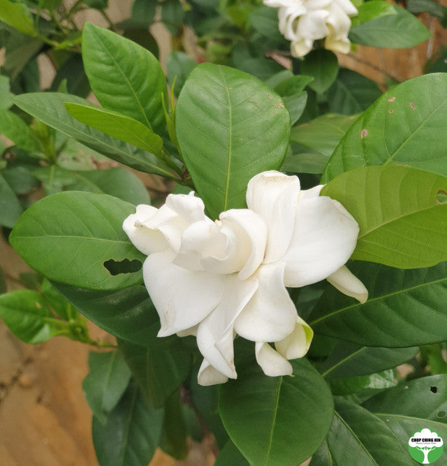 Gardenia jasminoides