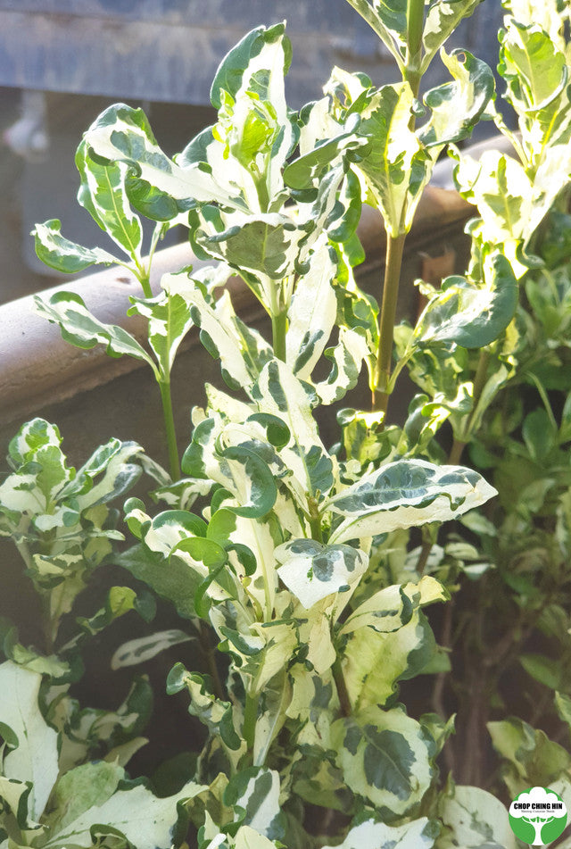 Gardenia jasminoides 'Variegata'