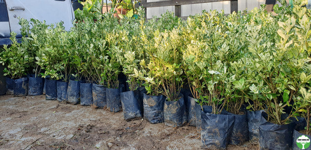 Gardenia jasminoides 'Variegata'