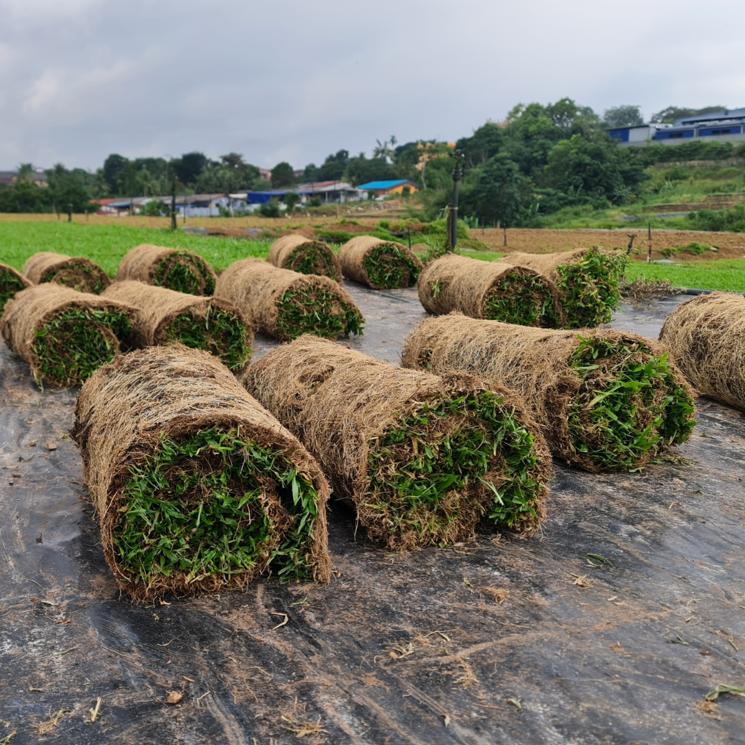 Cow Grass (Rolls)