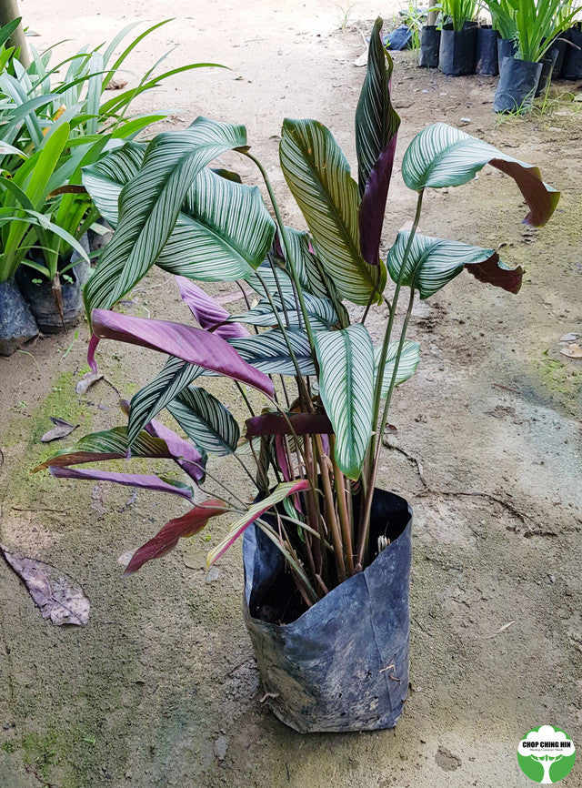 Goeppertia majestica 'Albolineata'