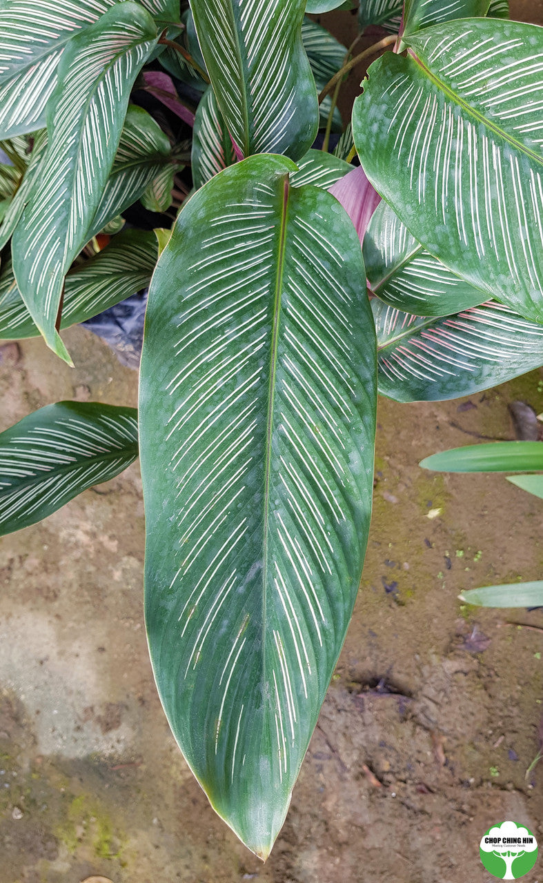 Goeppertia majestica 'Albolineata'