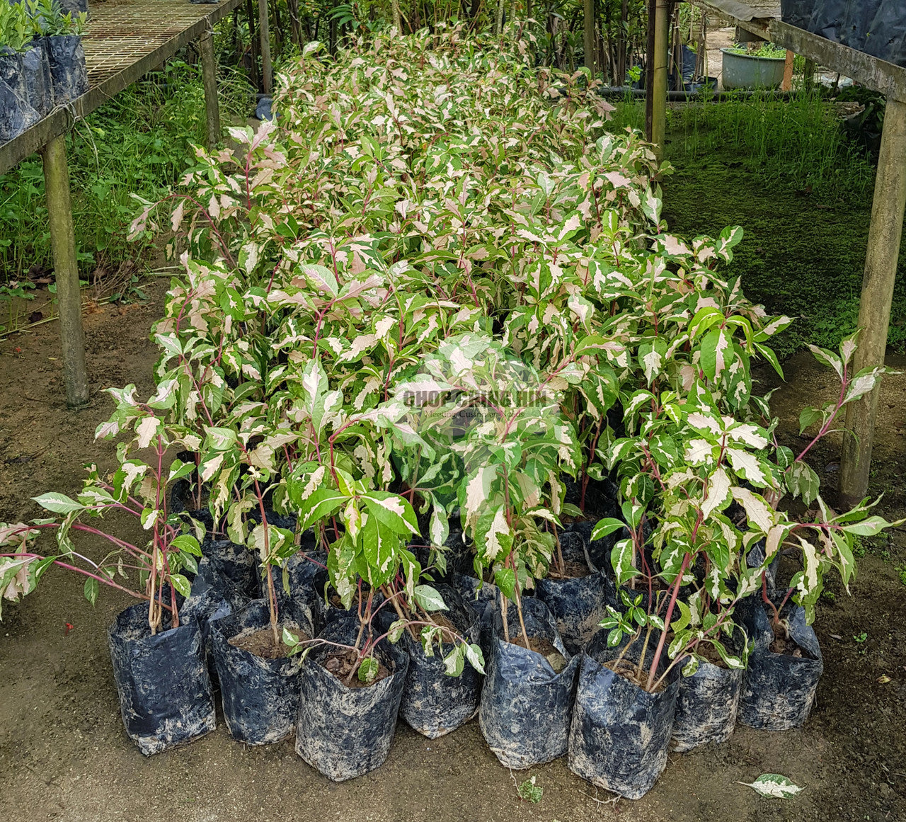 Graptophyllum pictum 'Tricolor'