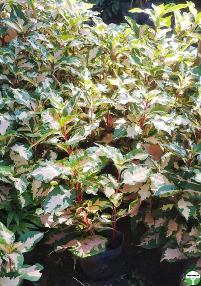 Graptophyllum pictum 'Tricolor'