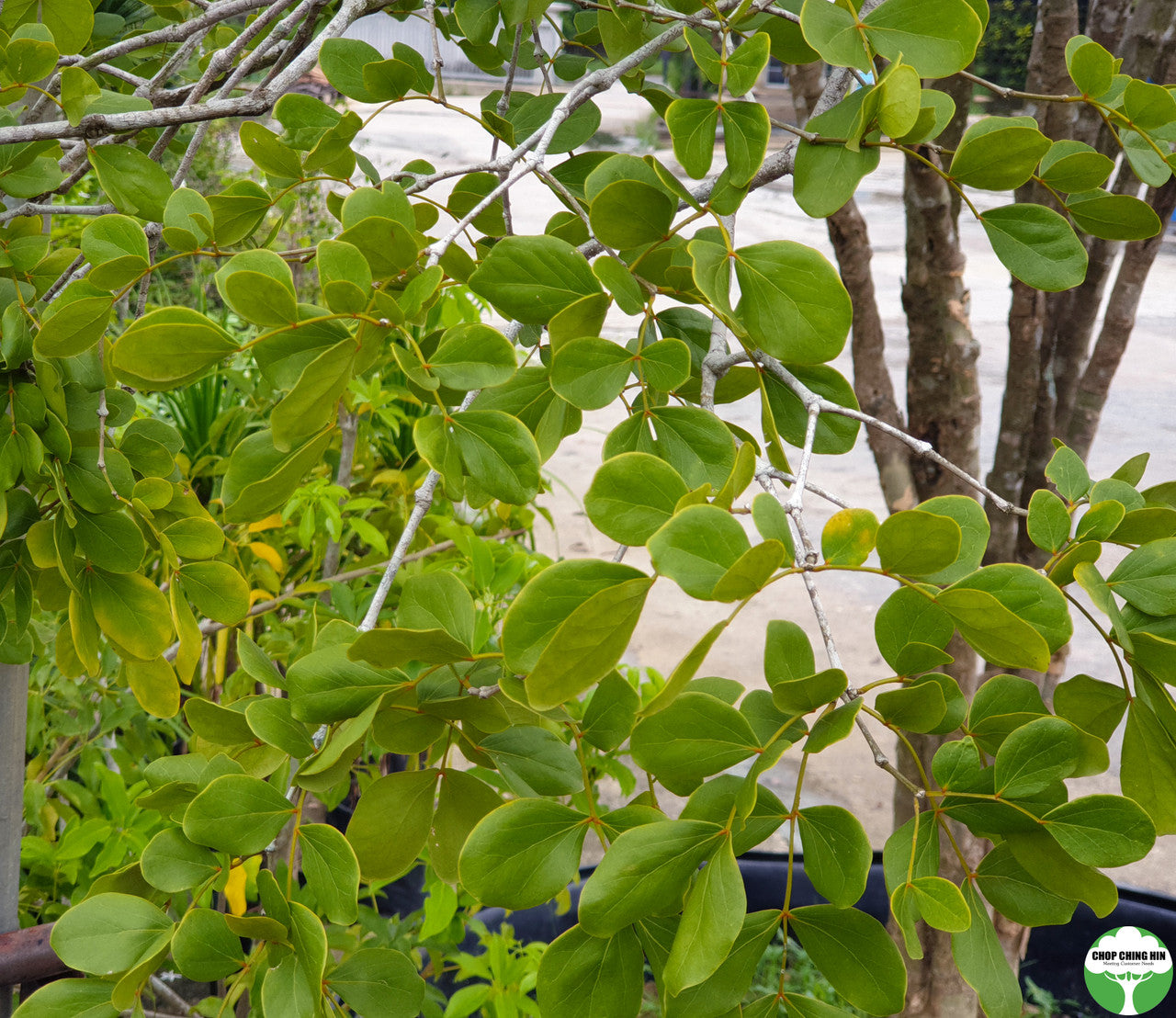 Guaiacum Officinale
