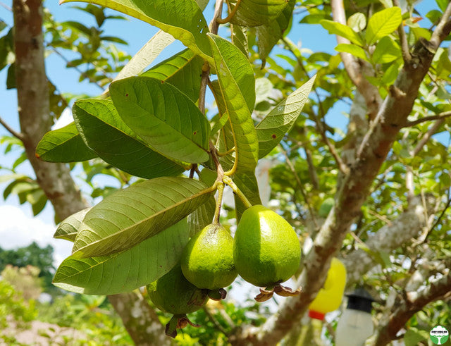 Psidium guajava