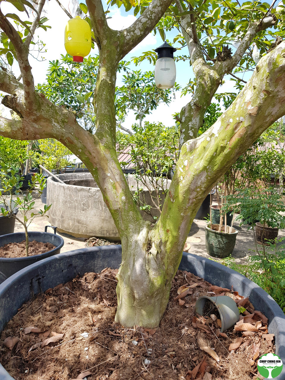 Psidium guajava