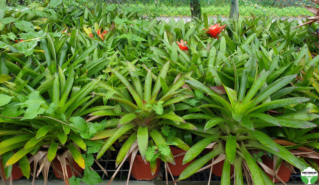 Guzmania lingulata