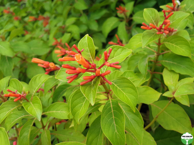 Hamelia patens