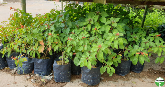 Hamelia patens