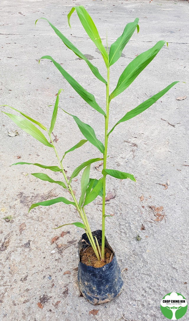 Hedychium coronarium