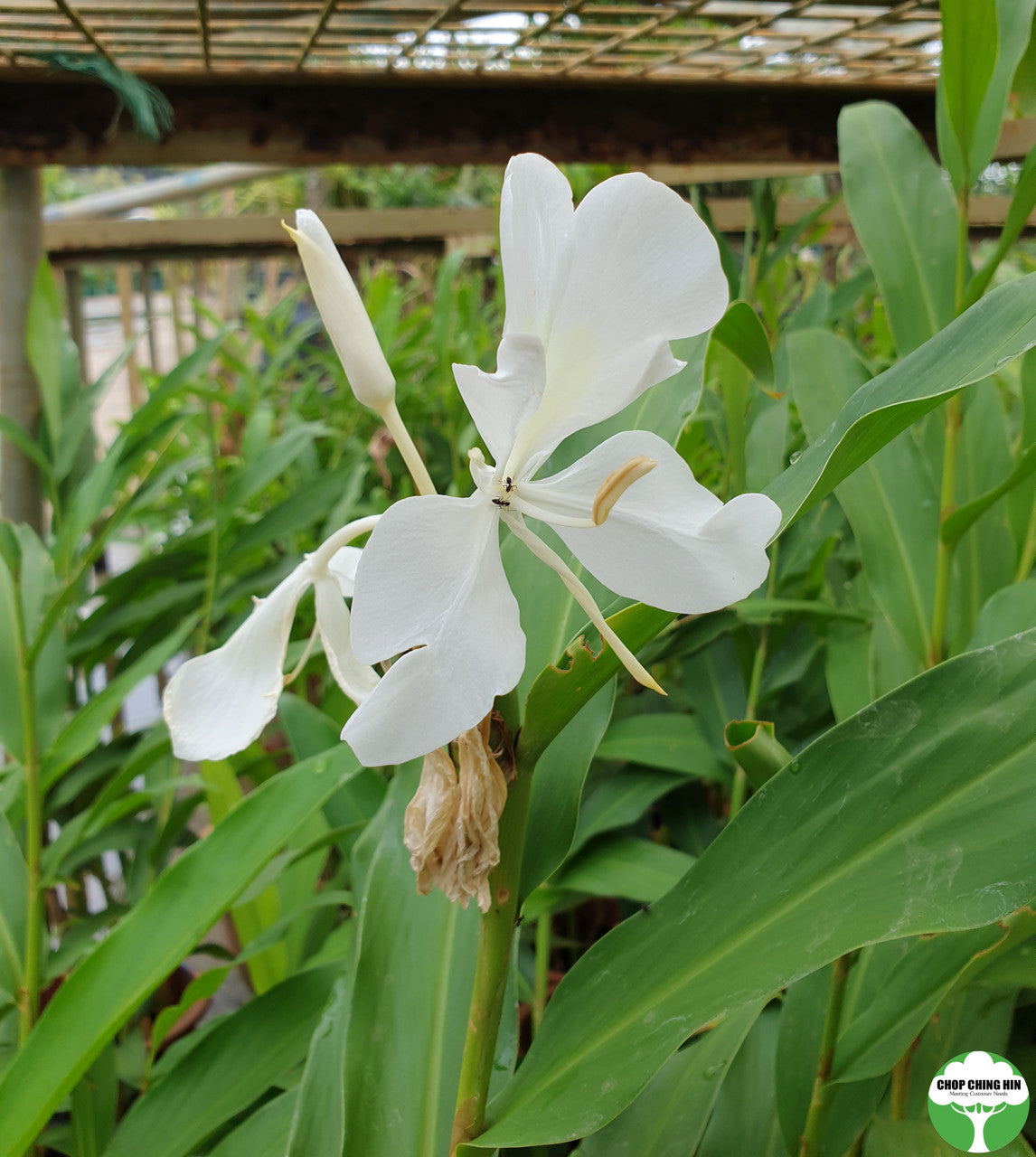 Hedychium coronarium