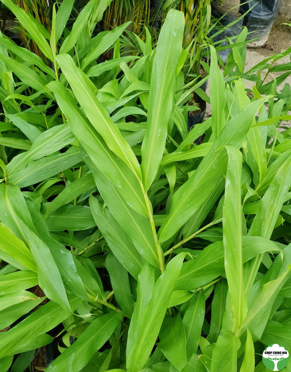 Hedychium coronarium