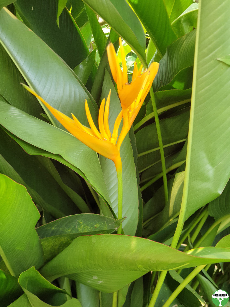 Heliconia psittacorum 'Golden Torch'