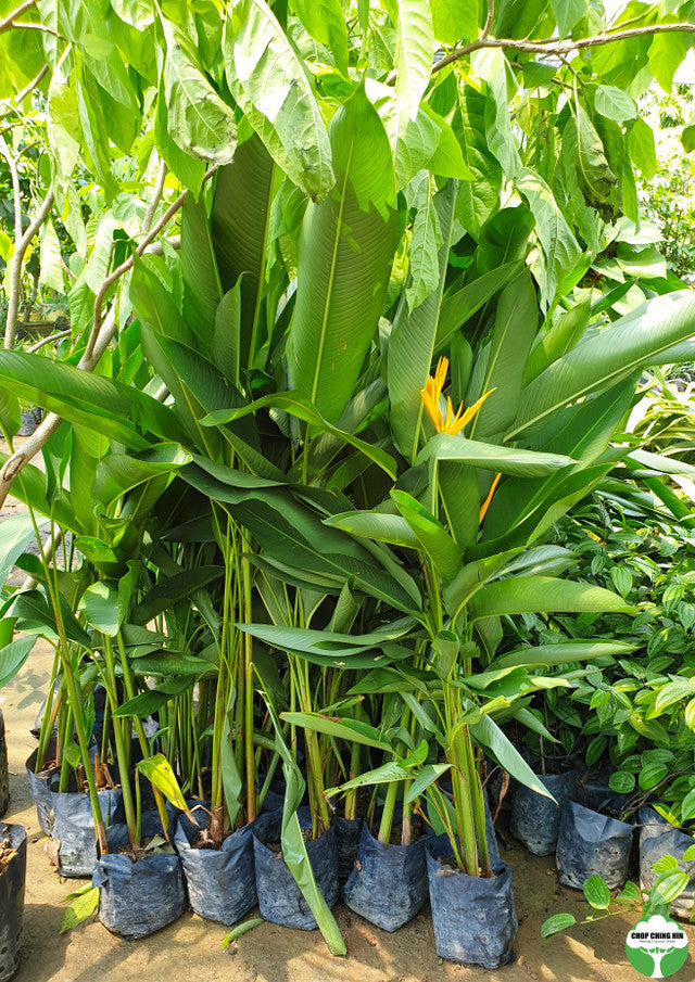 Heliconia psittacorum 'Golden Torch'