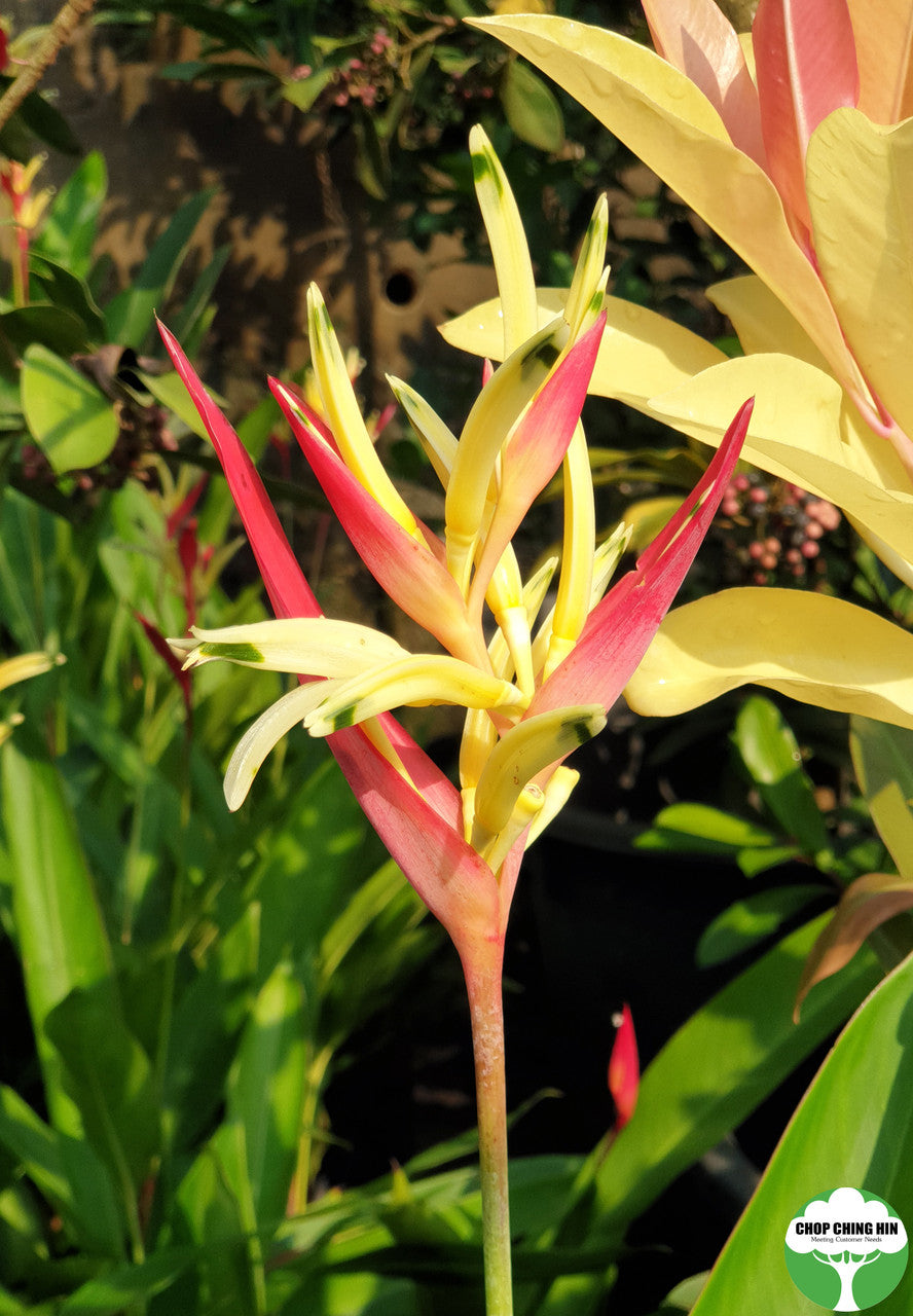 Heliconia psittacorum 'Lady Di'