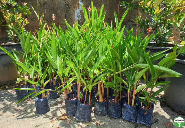 Heliconia psittacorum 'Lady Di'