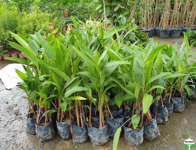 Heliconia psittacorum 'Lady Di'