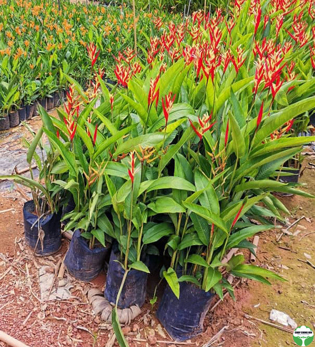Heliconia psittacorum 'Lady Di'