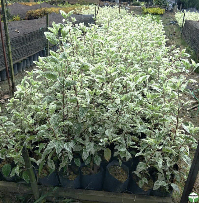 Hibiscus rosa-sinensis 'Cooperi Alba'