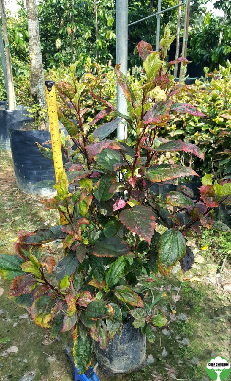 Hibiscus rosa-sinensis 'Cooperi'