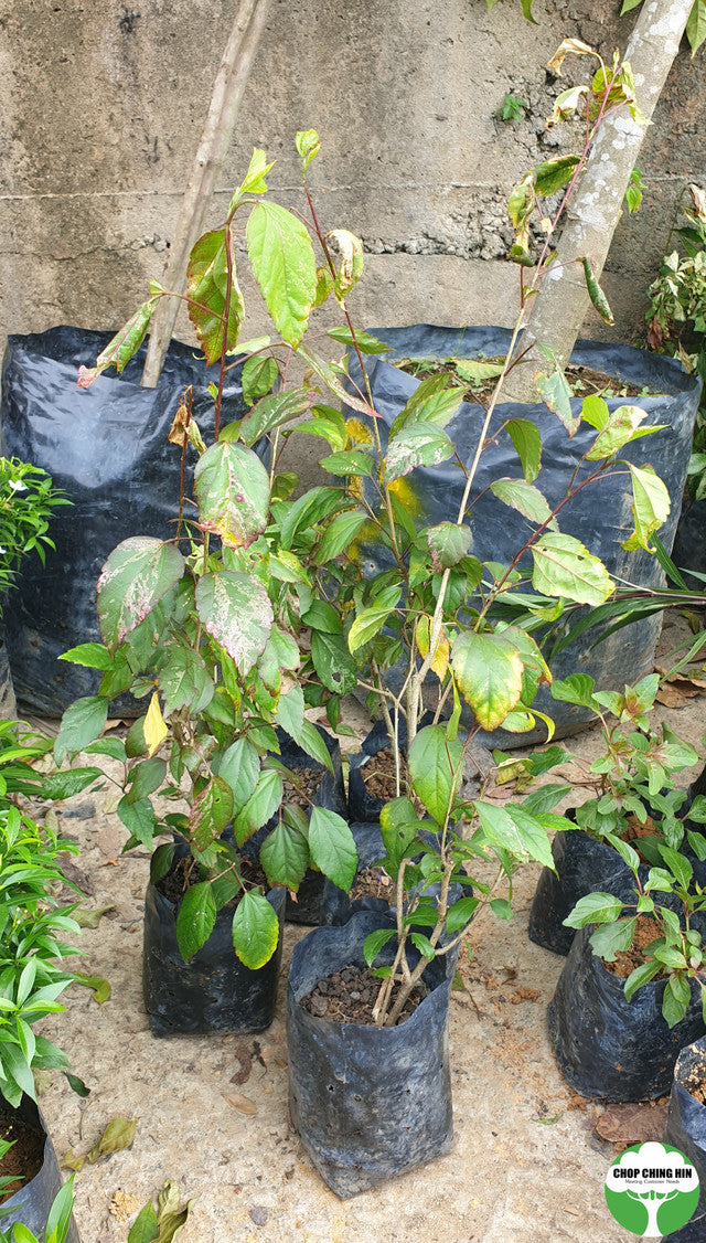 Hibiscus rosa-sinensis 'Cooperi'