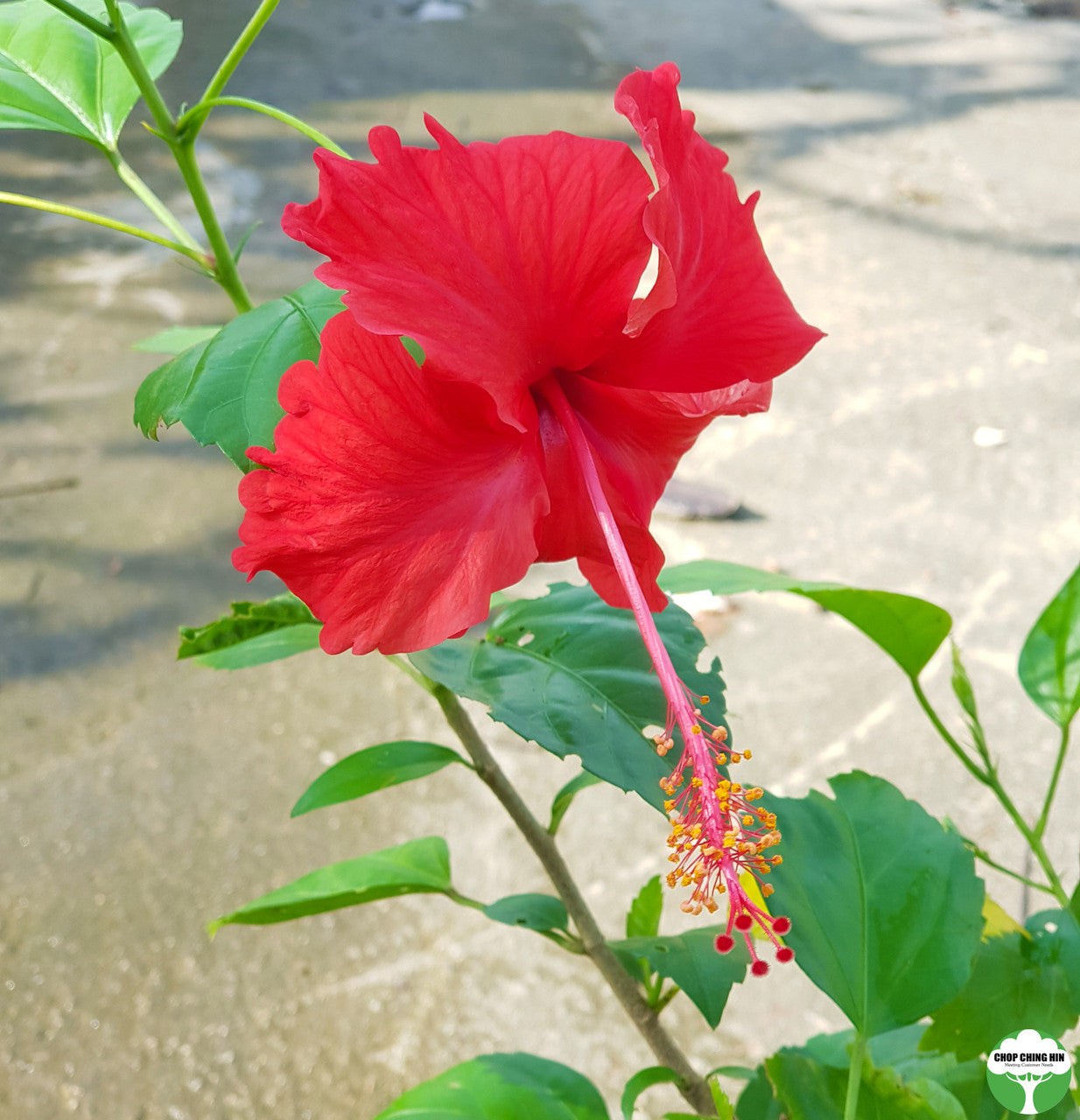 Hibiscus rosa-sinensis (cultivar)