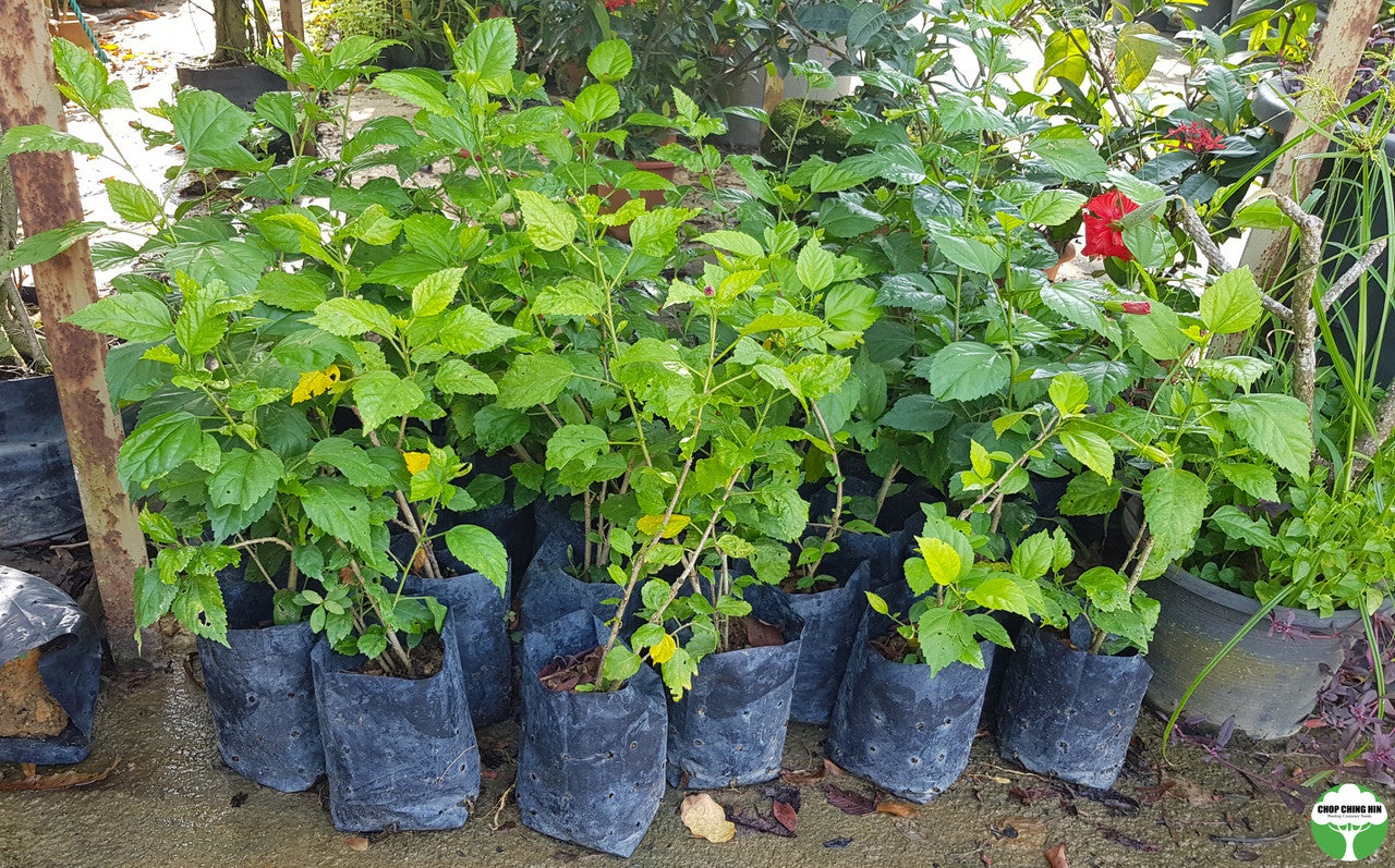 Hibiscus rosa-sinensis (cultivar)