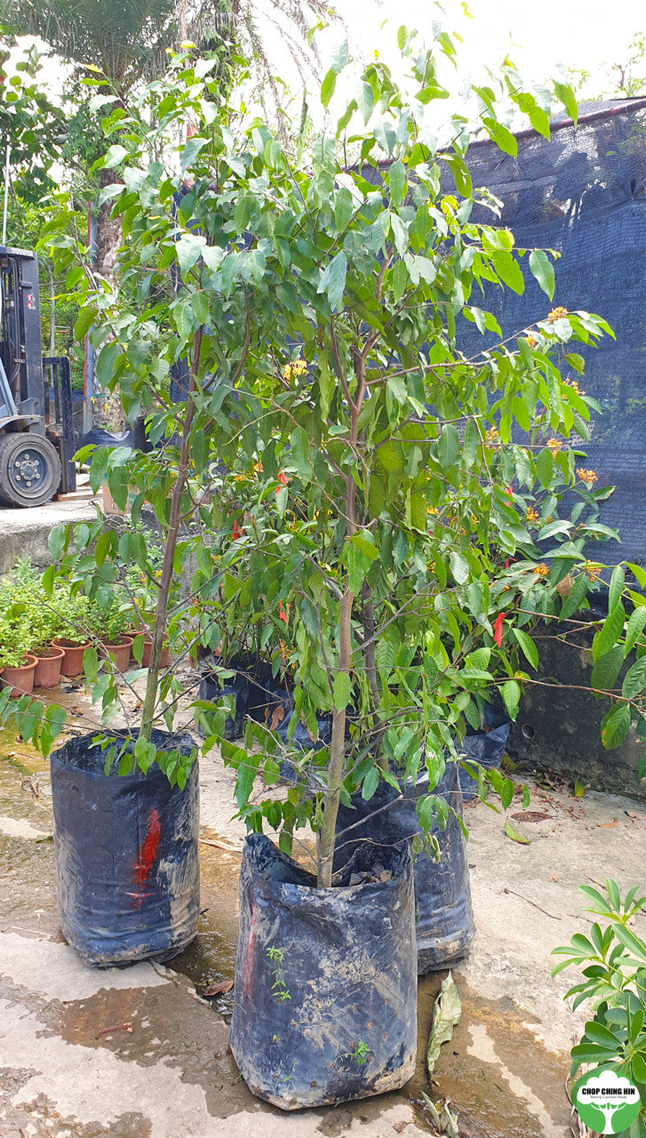 Hopea odorata