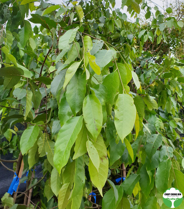 Hopea odorata