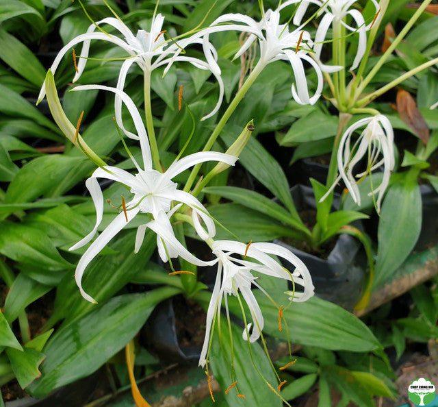 Hymenocallis littoralis