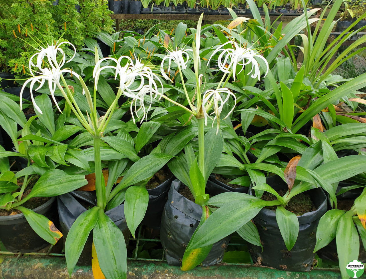 Hymenocallis littoralis