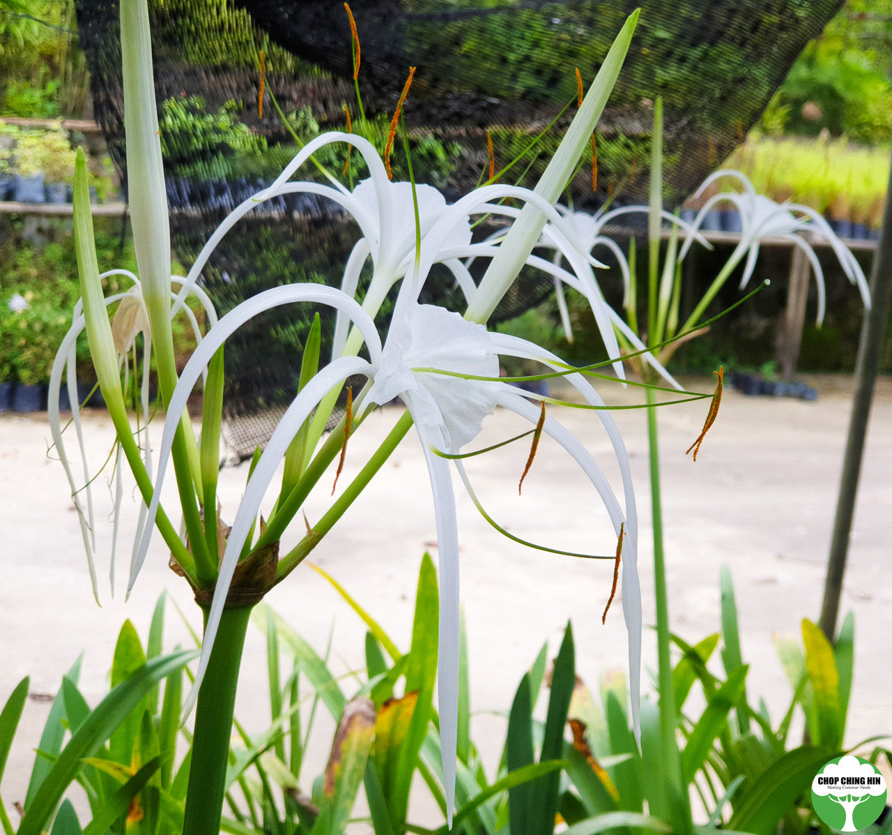 Hymenocallis speciosa
