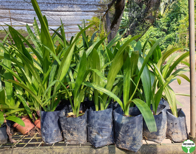 Hymenocallis speciosa