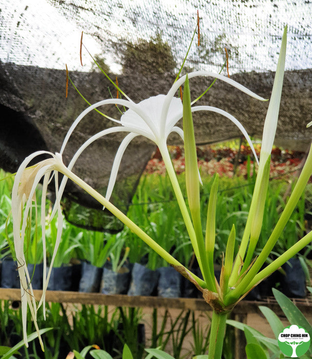 Hymenocallis speciosa