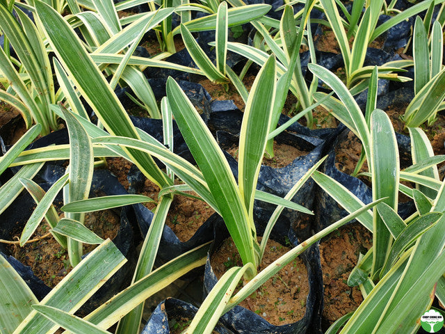 Hymenocallis speciosa 'Variegata'