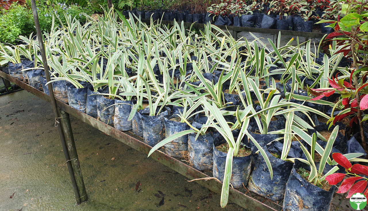 Hymenocallis speciosa 'Variegata'