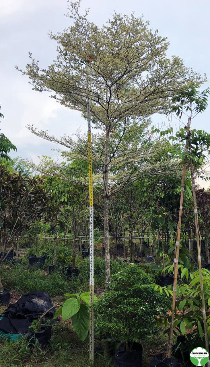 Terminalia mantaly 'Tricolor'